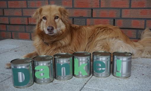 Hund im Tierheim Spendenaktion